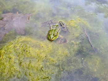 High angle view of frog floating on lake