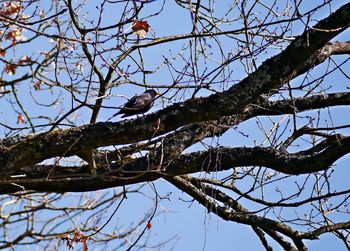 Low angle view of bird perching on tree