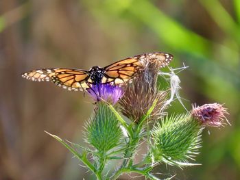 Close-up of butterfly pollinating on purple flower