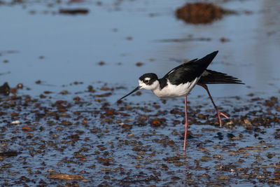 Close-up of bird flying over lake