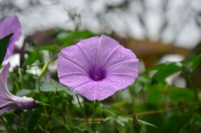 Close-up of wet purple flowering plant