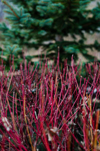 Close-up of plants