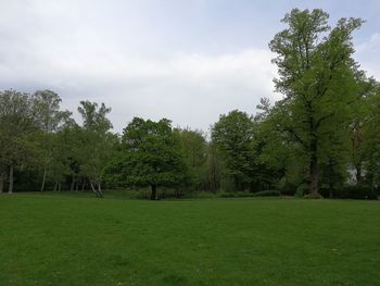 Trees on field against sky