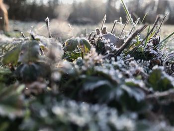 Close-up of snow on land