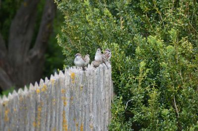 Bird perching on tree