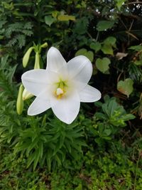 Close-up of white frangipani blooming outdoors