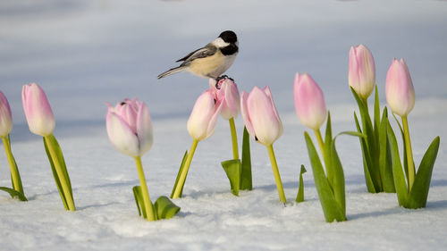 Black-capped chickadee on tulips in spring