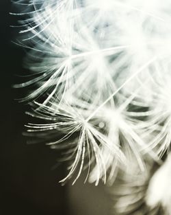 Close-up of dandelion flower against black background