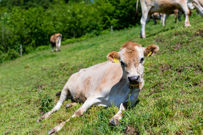 Cows in a field