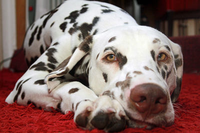 Dalmatian looking at the camera