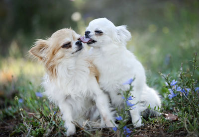 Close-up of white dogs on plants