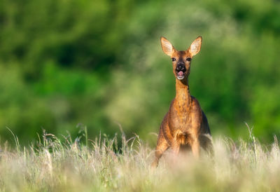 Barking roe deer