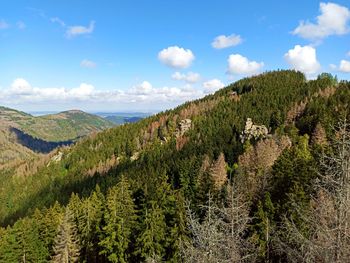 Scenic view of pine trees against sky