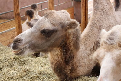 Close-up of two sheep on field