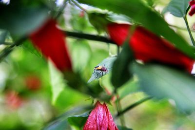 Close-up of insect on plant