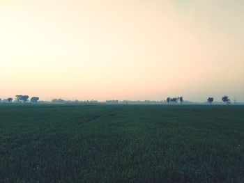Scenic view of field against clear sky during sunset