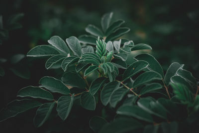 Close-up of green plant