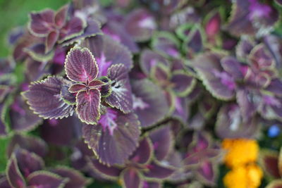 Close-up of purple flowering plant