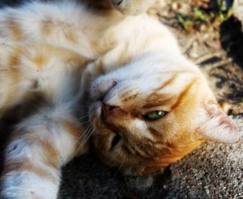 Close-up of cat lying down