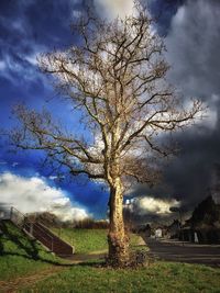 Trees on field against cloudy sky