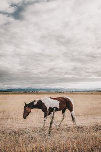 Horses grazing on field against sky