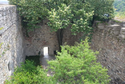 Plants in front of old building