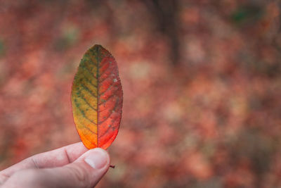 Close-up of hand holding autumn leaves