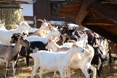 Cows on field