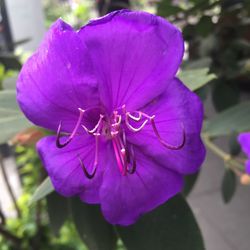 Close-up of purple flower