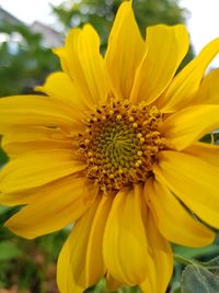 Close-up of yellow sunflower