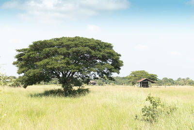 Trees on field against sky