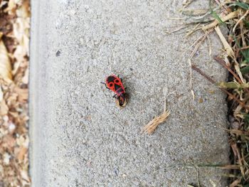 High angle view of ladybug on rock