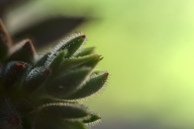 Close-up of plant