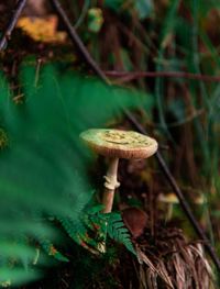 Close-up of mushroom growing in forest