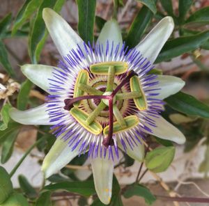Close-up of purple flower