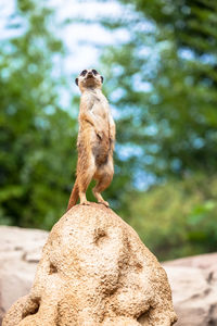 Meerkat standing on rock against trees