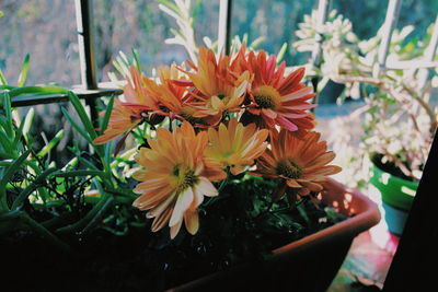 Close-up of yellow flowers blooming outdoors