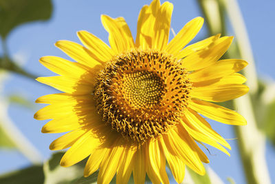 Macro photography of blooming sunflower