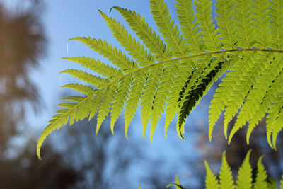 Close-up of fern leaves