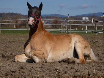 Horse in the field