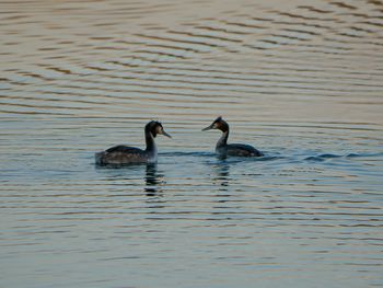 Ducks swimming in lake