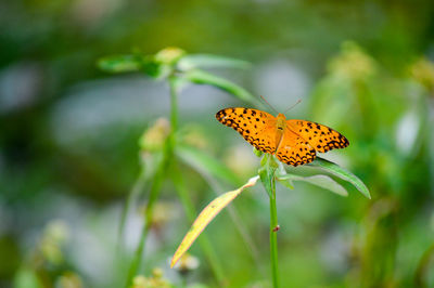 Butterfly pollinating flower