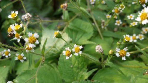 Close-up of white daisy flowers