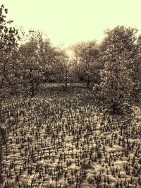 Plants growing on field against sky