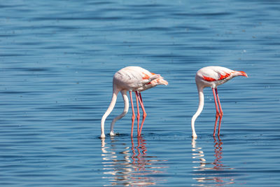 View of birds drinking water