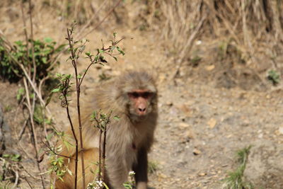 Portrait of monkey on land