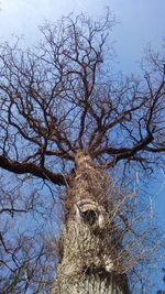 Low angle view of dead tree against clear sky