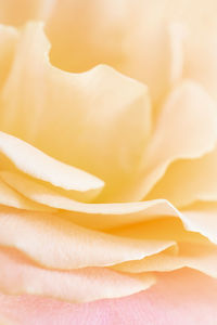 Close-up of rose flower