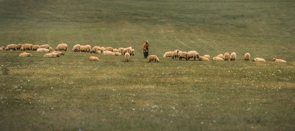 High angle view of shepherd with flock on meadow