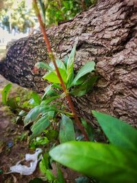 Close-up of leaves on tree trunk